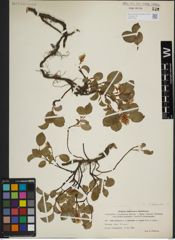 Foto von Salix herbacea L.